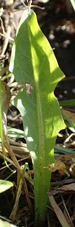 Taraxacum trilobifolium \ Stufenbl�ttriger L�wenzahn / Stair-Leaved Dandelion, D Darmstadt 9.5.2008