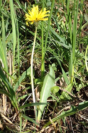 Taraxacum trilobifolium \ Stufenbl�ttriger L�wenzahn / Stair-Leaved Dandelion, D Darmstadt 9.5.2008
