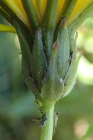 Taraxacum trilobifolium \ Stufenbl�ttriger L�wenzahn / Stair-Leaved Dandelion, D Darmstadt 9.5.2008