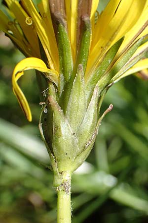 Taraxacum trilobifolium \ Stufenbl�ttriger L�wenzahn / Stair-Leaved Dandelion, D Darmstadt 9.5.2008