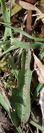 Taraxacum trilobifolium \ Stufenbl�ttriger L�wenzahn / Stair-Leaved Dandelion, D R&uuml;sselsheim 20.4.2013