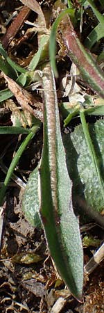 Taraxacum trilobifolium \ Stufenbl�ttriger L�wenzahn / Stair-Leaved Dandelion, D R&uuml;sselsheim 20.4.2013