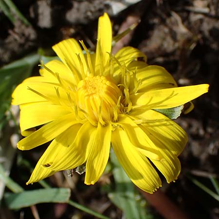 Taraxacum trilobifolium \ Stufenbl�ttriger L�wenzahn / Stair-Leaved Dandelion, D R&uuml;sselsheim 20.4.2013