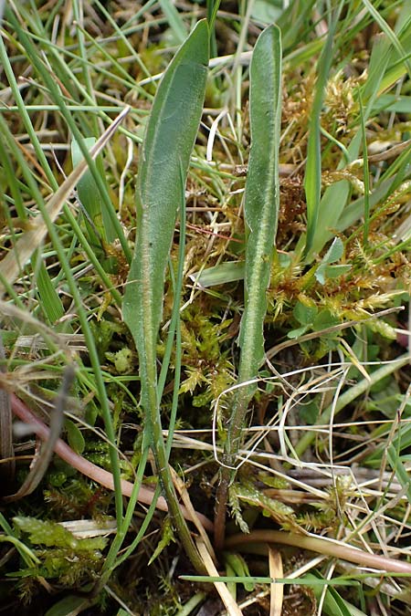 Taraxacum trilobifolium \ Stufenbl�ttriger L�wenzahn / Stair-Leaved Dandelion, D R&uuml;sselsheim 20.4.2013