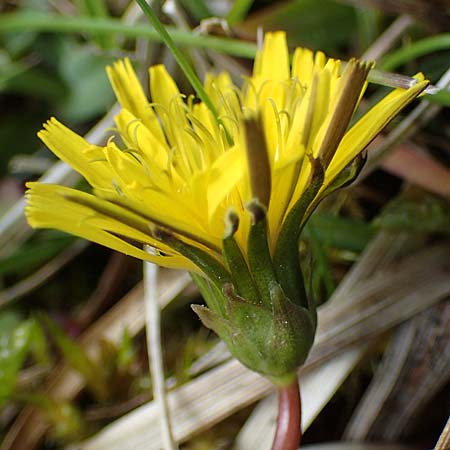Taraxacum trilobifolium \ Stufenbl�ttriger L�wenzahn / Stair-Leaved Dandelion, D R&uuml;sselsheim 20.4.2013