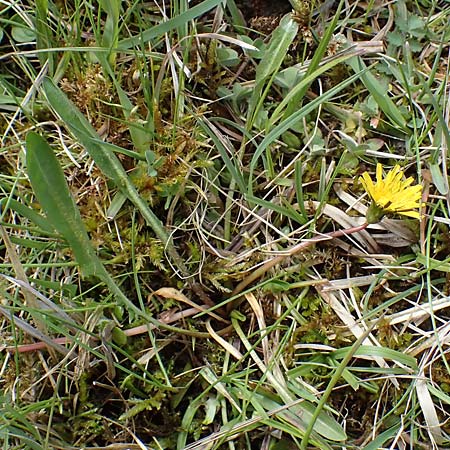 Taraxacum trilobifolium \ Stufenbl�ttriger L�wenzahn / Stair-Leaved Dandelion, D R&uuml;sselsheim 20.4.2013