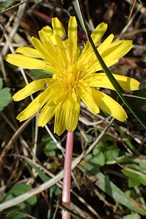 Taraxacum trilobifolium \ Stufenbl�ttriger L�wenzahn / Stair-Leaved Dandelion, D R&uuml;sselsheim 20.4.2013