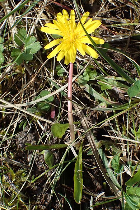 Taraxacum trilobifolium \ Stufenbl�ttriger L�wenzahn / Stair-Leaved Dandelion, D R&uuml;sselsheim 20.4.2013