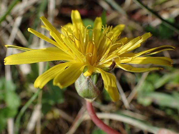 Taraxacum trilobifolium \ Stufenbl�ttriger L�wenzahn / Stair-Leaved Dandelion, D R&uuml;sselsheim 20.4.2013