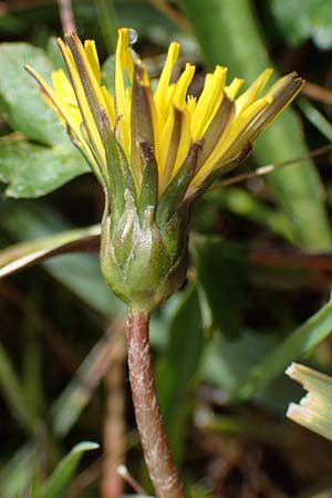 Taraxacum trilobifolium \ Stufenbl�ttriger L�wenzahn / Stair-Leaved Dandelion, D R&uuml;sselsheim 20.4.2013