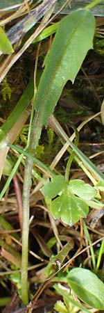 Taraxacum trilobifolium \ Stufenbl�ttriger L�wenzahn / Stair-Leaved Dandelion, D R&uuml;sselsheim 20.4.2013
