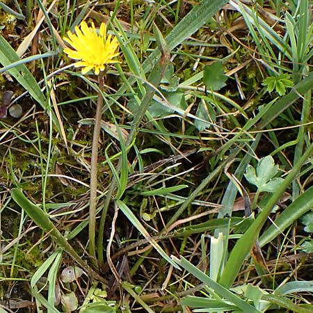 Taraxacum trilobifolium \ Stufenbl�ttriger L�wenzahn / Stair-Leaved Dandelion, D R&uuml;sselsheim 20.4.2013