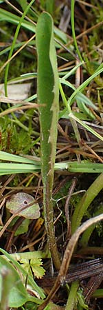 Taraxacum trilobifolium \ Stufenbl�ttriger L�wenzahn / Stair-Leaved Dandelion, D R&uuml;sselsheim 20.4.2013