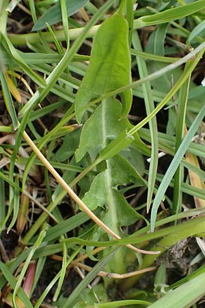 Taraxacum udum agg. \ Flutrasen-L�wenzahn / Marsh Dandelion, D Schutterwald 17.4.2021