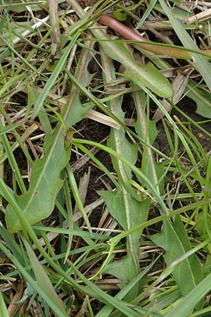 Taraxacum udum agg. \ Flutrasen-L�wenzahn / Marsh Dandelion, D Schutterwald 17.4.2021