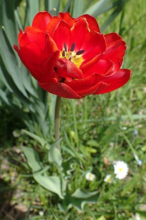 Tulipa gesneriana, Garden Tulip, Didier's Tulip