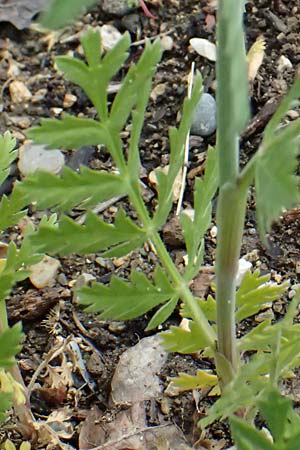 Turgenia latifolia \ Breitbl�ttrige Haftdolde / Greater Bur Parsley, D Botan. Gar.  Universit.  Ulm 26.5.2025