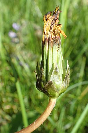 Taraxacum hollandicum \ Holl�ndischer Sumpf-L�wenzahn / Dutch Marsh Dandelion, D Konstanz 24.4.2018