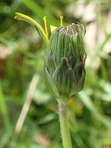 Taraxacum hollandicum \ Holl�ndischer Sumpf-L�wenzahn / Dutch Marsh Dandelion, D Konstanz 24.4.2018