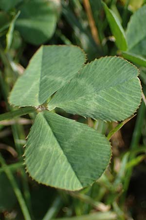 Trifolium repens \ Wei�-Klee, Wei�klee / White Clover, D Bochum 21.8.2022
