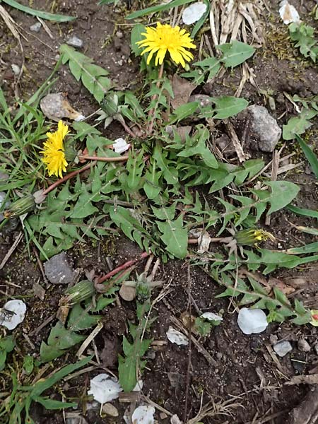 Taraxacum tenuidentatum \ D�nnz�hniger Schwielen-L�wenzahn / Thin-Toothed Dandelion, D Karlsruhe 5.4.2024
