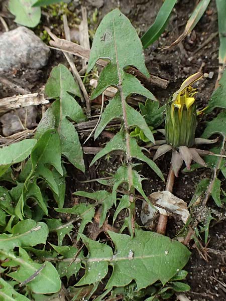 Taraxacum tenuidentatum \ D�nnz�hniger Schwielen-L�wenzahn / Thin-Toothed Dandelion, D Karlsruhe 5.4.2024