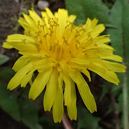 Taraxacum tenuidentatum \ D�nnz�hniger Schwielen-L�wenzahn / Thin-Toothed Dandelion, D Karlsruhe 5.4.2024