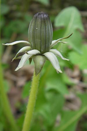 Taraxacum laticordatum ? \ Breitherzf�rmiger L�wenzahn / Wide Heart-Shaped Dandelion, D Rheinhessen, Wendelsheim 29.4.2010