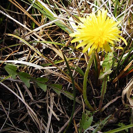 Taraxacum oblongatum ? \ Rundlappiger L�wenzahn / Oblong-Leaved Dandelion, D Offenbach am Main 2.5.2015