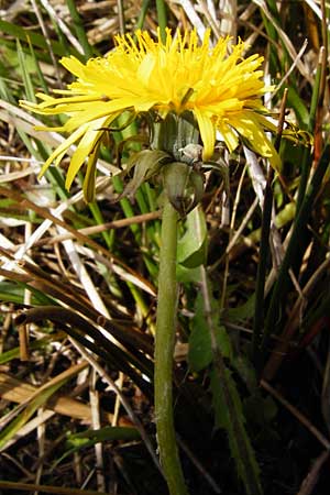 Taraxacum oblongatum ? \ Rundlappiger L�wenzahn / Oblong-Leaved Dandelion, D Offenbach am Main 2.5.2015