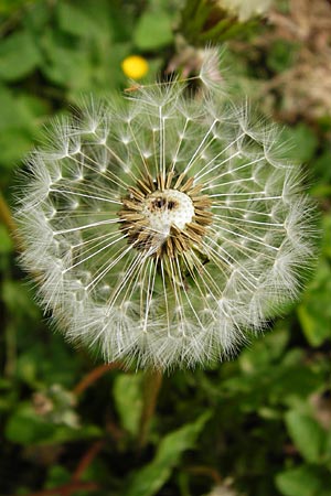 Taraxacum sect. Ruderalia \ Gew�hnlicher L�wenzahn, Kuhblume / Dandelion, D N&uuml;dlingen 9.5.2015