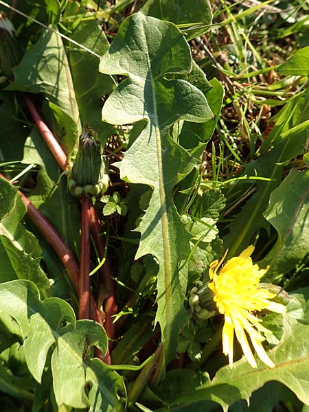 Taraxacum spec3 ? \ L�wenzahn / Dandelion, D Sachsen, Rathen an der Elbe 2.11.2015