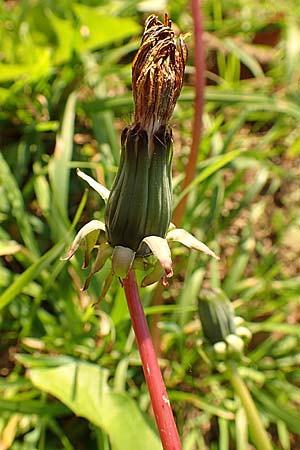 Taraxacum spec3 ? \ L�wenzahn / Dandelion, D Sachsen, Rathen an der Elbe 2.11.2015