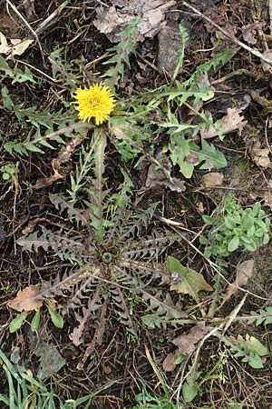 Taraxacum amplum ? \ Pr�chtiger L�wenzahn / Toothed Dandelion, D Deidesheim 21.2.2016