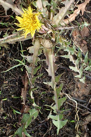 Taraxacum amplum ? \ Pr�chtiger L�wenzahn / Toothed Dandelion, D Deidesheim 21.2.2016