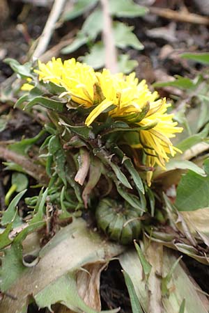 Taraxacum amplum ? \ Pr�chtiger L�wenzahn / Toothed Dandelion, D Deidesheim 21.2.2016