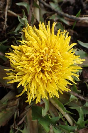 Taraxacum amplum ? \ Pr�chtiger L�wenzahn / Toothed Dandelion, D Deidesheim 21.2.2016