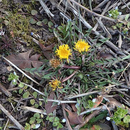 Taraxacum amplum ? \ Pr�chtiger L�wenzahn / Toothed Dandelion, D &Ouml;stringen-Eichelberg 18.3.2016