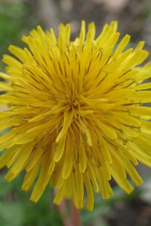 Taraxacum sect. Ruderalia \ Gew�hnlicher L�wenzahn, Kuhblume / Dandelion, D Mannheim 18.4.2016