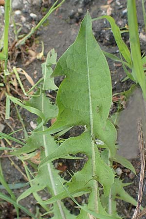 Taraxacum sect. Ruderalia \ Gew�hnlicher L�wenzahn, Kuhblume / Dandelion, D Mannheim 18.4.2016
