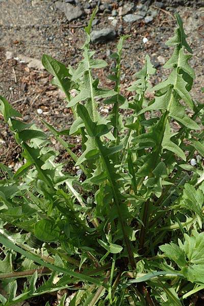 Taraxacum specB ? \ L�wenzahn / Dandelion, D Odenwald, Nieder-Beerbach 22.4.2016