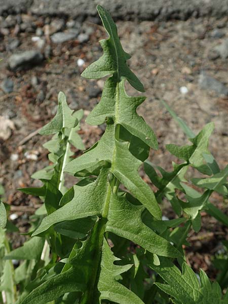 Taraxacum specB ? \ L�wenzahn / Dandelion, D Odenwald, Nieder-Beerbach 22.4.2016