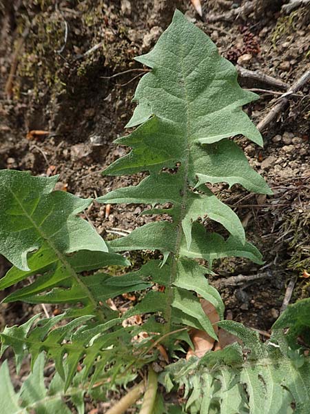 Taraxacum specB ? \ L�wenzahn / Dandelion, D Odenwald, Nieder-Beerbach 22.4.2016