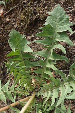 Taraxacum specB ? \ L�wenzahn / Dandelion, D Odenwald, Nieder-Beerbach 22.4.2016