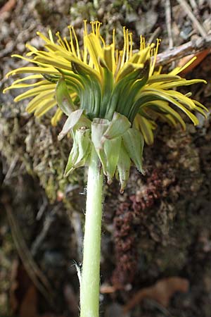 Taraxacum specB ? \ L�wenzahn / Dandelion, D Odenwald, Nieder-Beerbach 22.4.2016