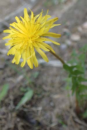 Taraxacum parnassicum \ Schlesischer L�wenzahn / Parnassus Dandelion, D Viernheim 5.5.2016