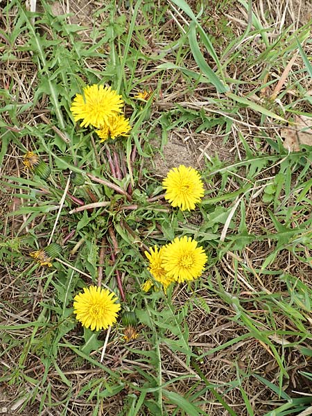 Taraxacum sect. Ruderalia \ Gew�hnlicher L�wenzahn, Kuhblume / Dandelion, D Kleinwallstadt am Main 8.4.2017