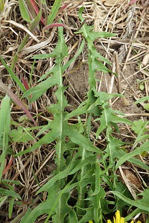 Taraxacum sect. Ruderalia \ Gew�hnlicher L�wenzahn, Kuhblume / Dandelion, D Kleinwallstadt am Main 8.4.2017