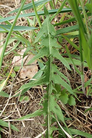Taraxacum sect. Ruderalia \ Gew�hnlicher L�wenzahn, Kuhblume / Dandelion, D Kleinwallstadt am Main 8.4.2017