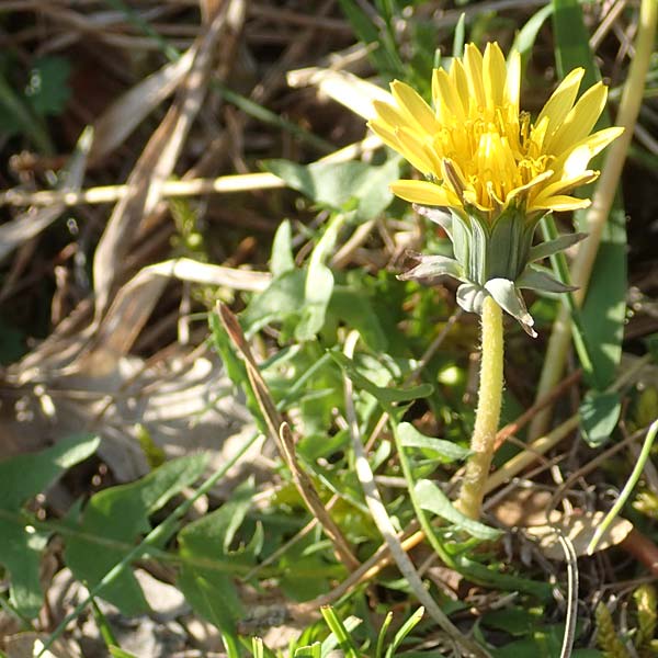 Taraxacum lacistophyllum \ Geschlitztbl�ttriger L�wenzahn / Cut-Leaved Dandelion, D Werbach 8.4.2017